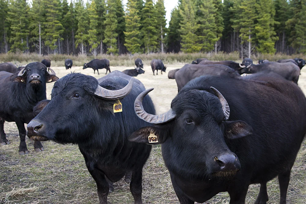 Bryans Buffalo (09).jpg