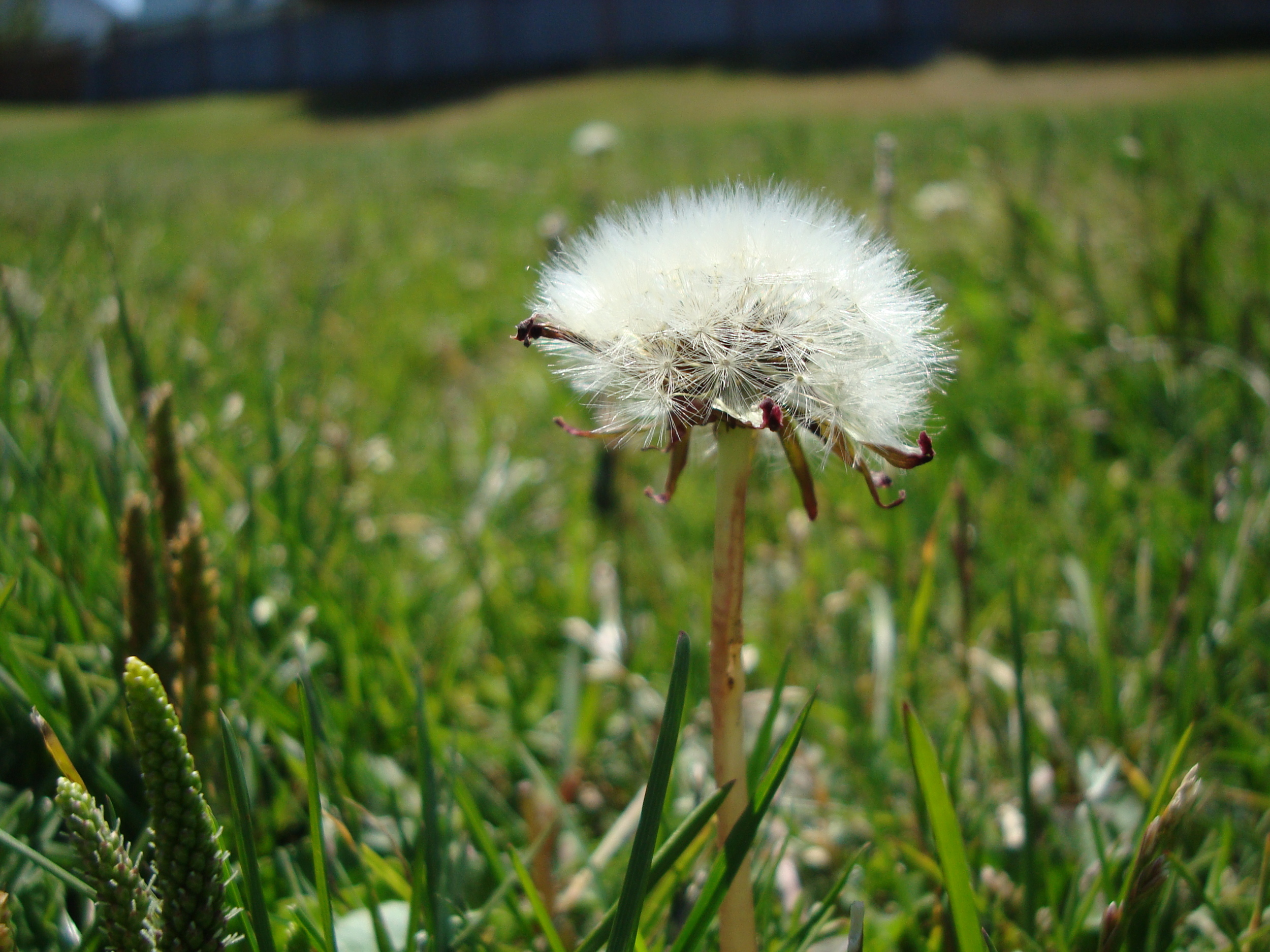 Dandelion Dreams - Grade 10