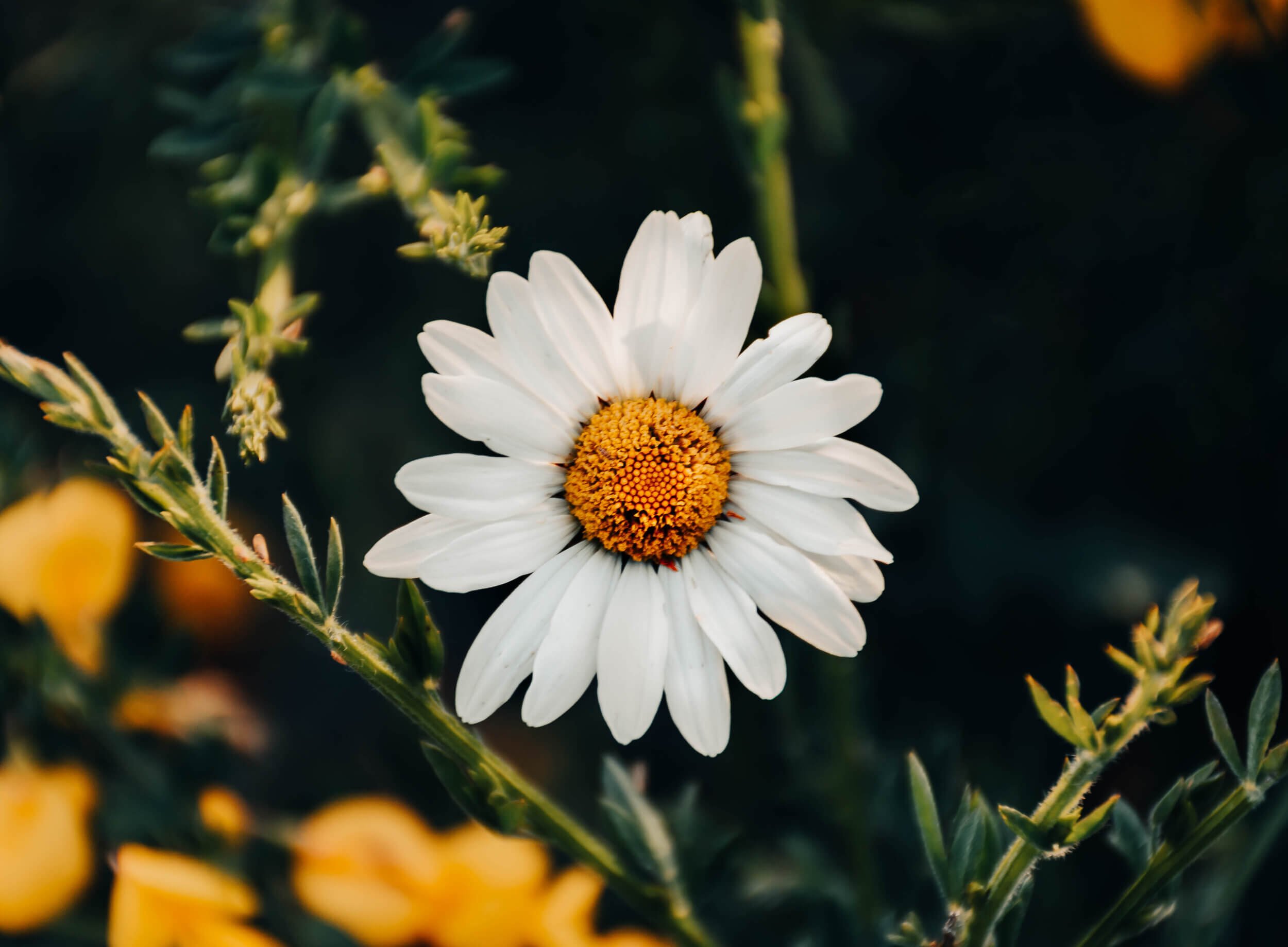 Laurelle-Armet-Photgraphy-Flowers-01.jpeg