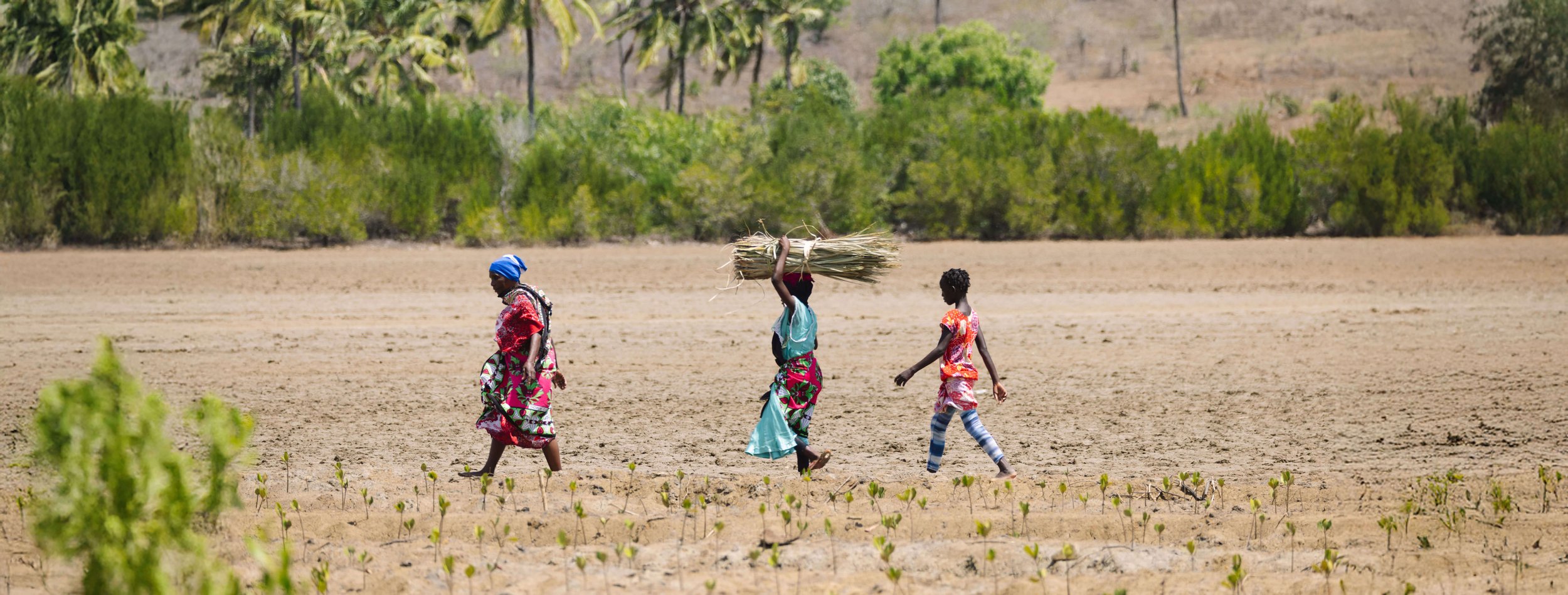 veritree Impact Report