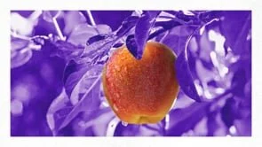 LSU_Ch04_Principles of Leanring_Export_v04