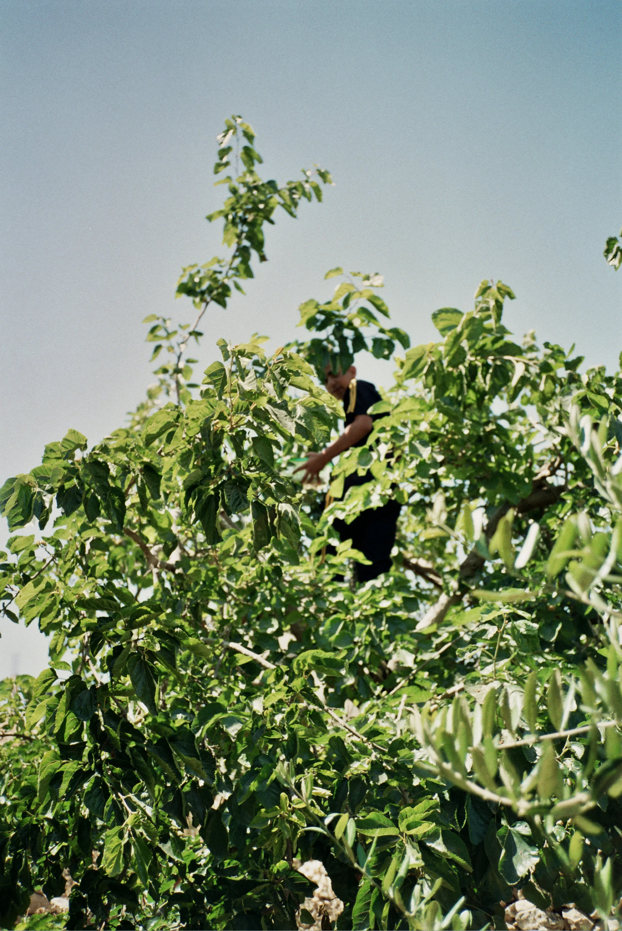 my cousin picking mulberries in our village in the occupied west bank, 2013