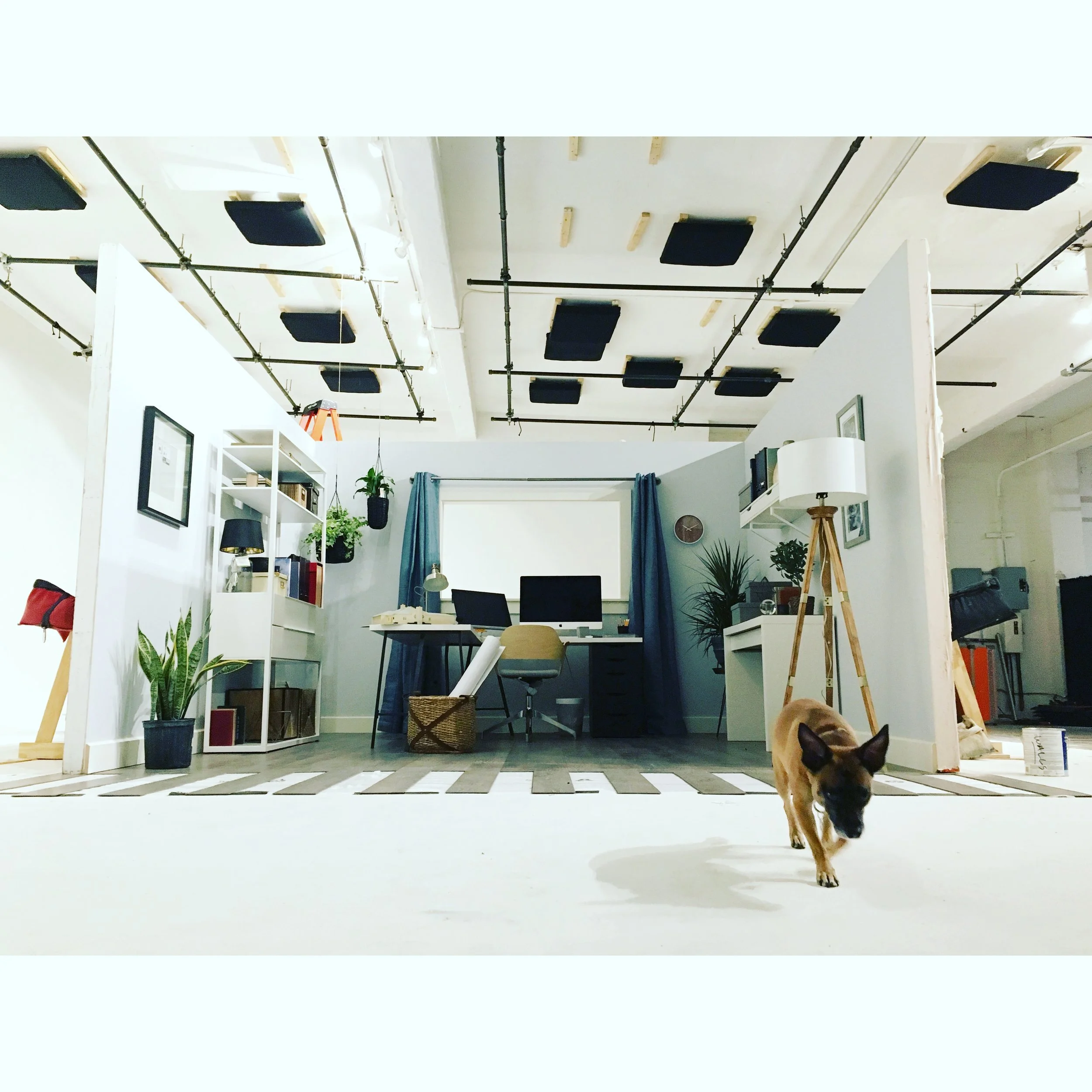 Kafka, the studio pup surveying the scene the night before the shoot.