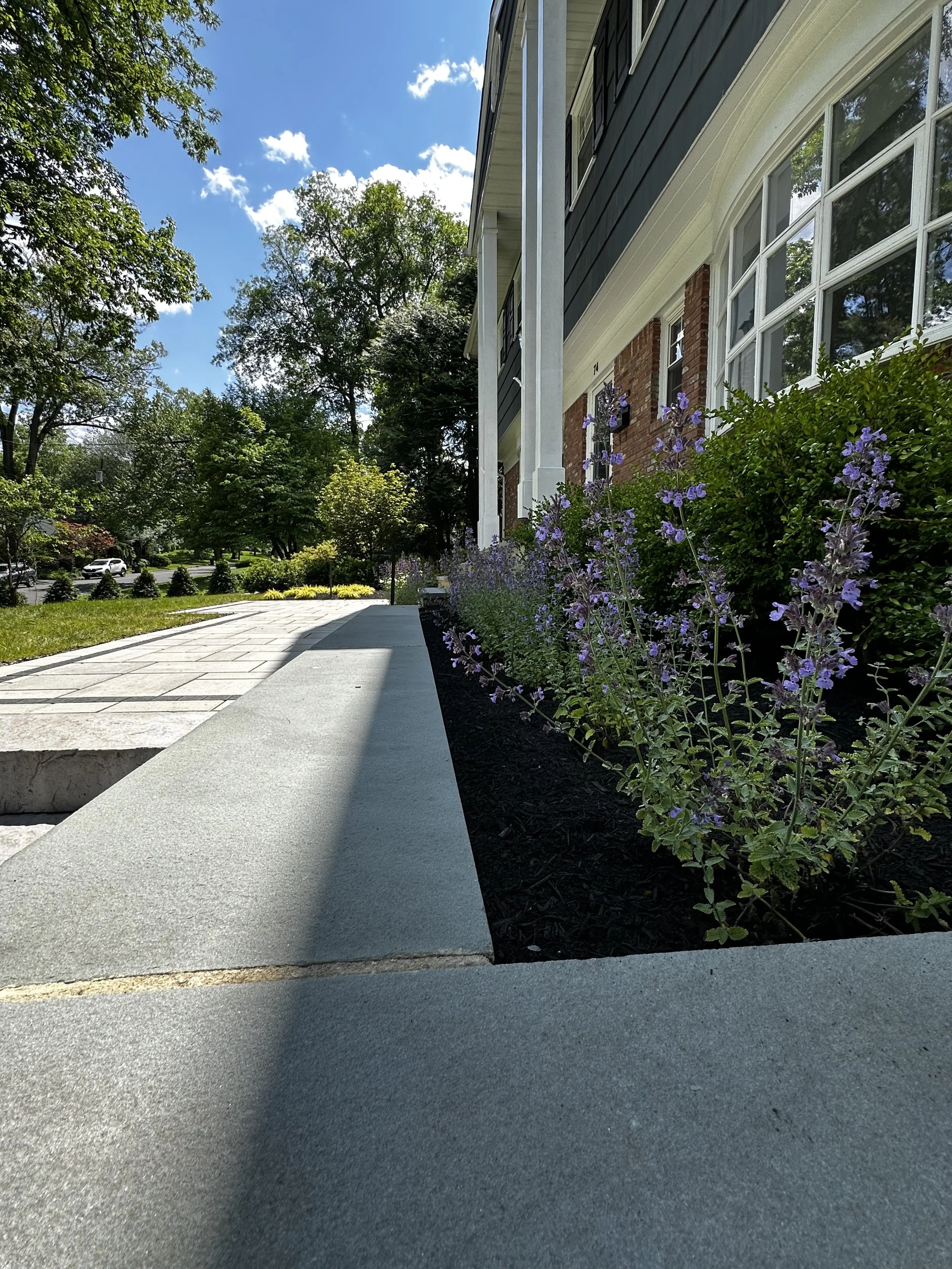 Sidewalk and flower bed with purple flowers outside a house with large windows and trees in the background on a sunny day.