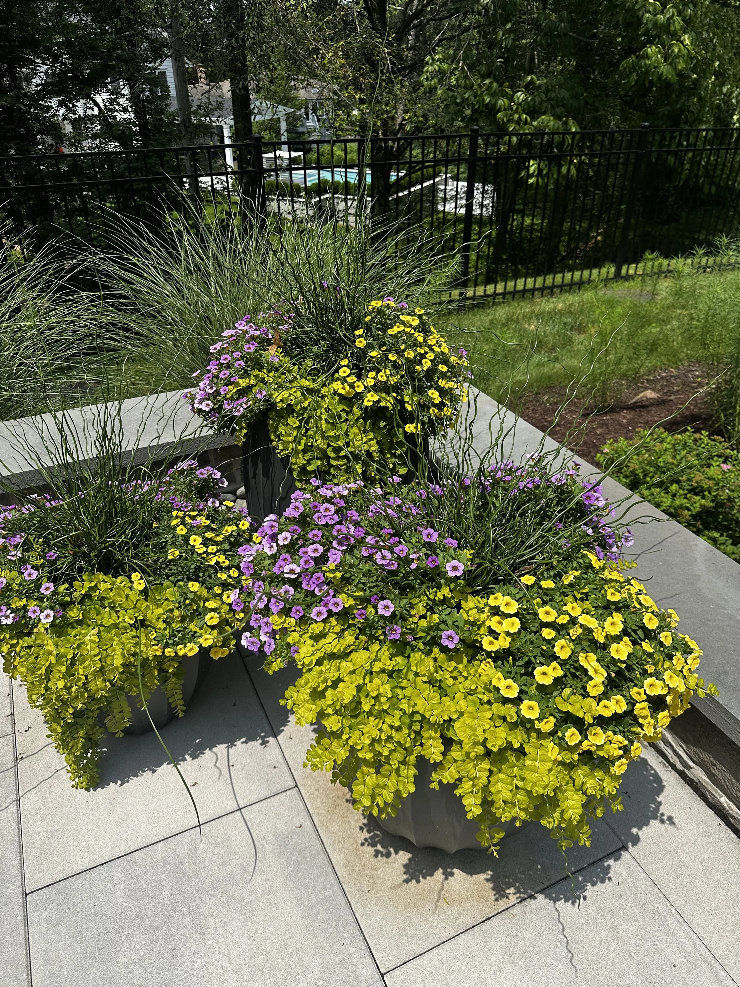 Arrangement of potted yellow, purple, and pink flowers on a tiled patio with a black fence and greenery in the background.