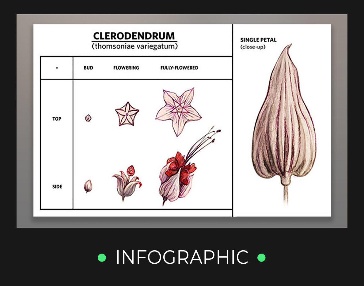 Claredendrum.jpg