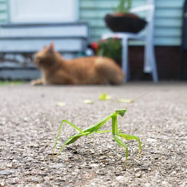10_PrayingMantis.png