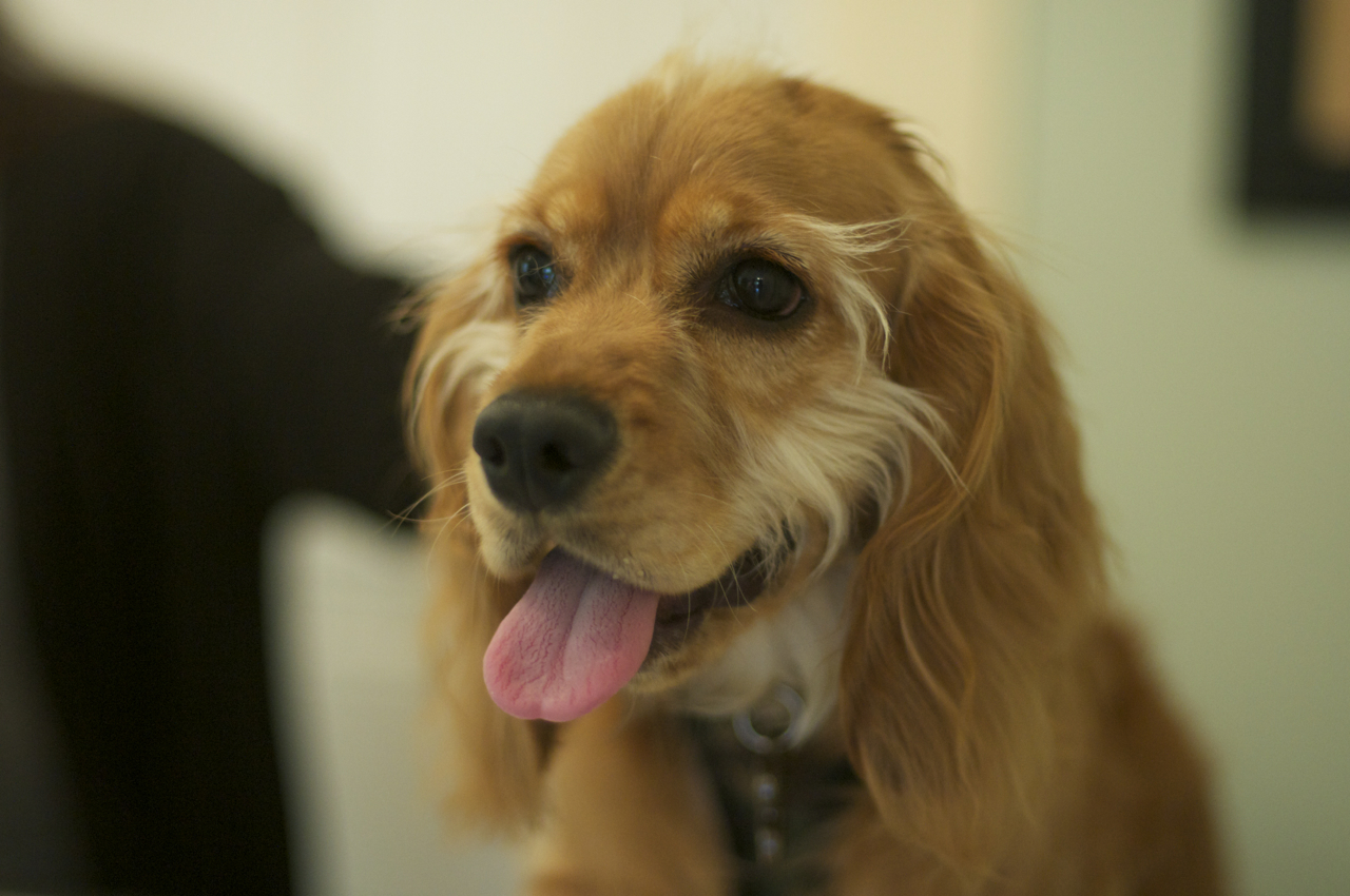 Cooper is a very handsome and distinguished Cocker Spaniel puppy.