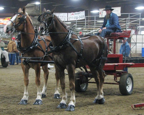 draft horse 2.jpg