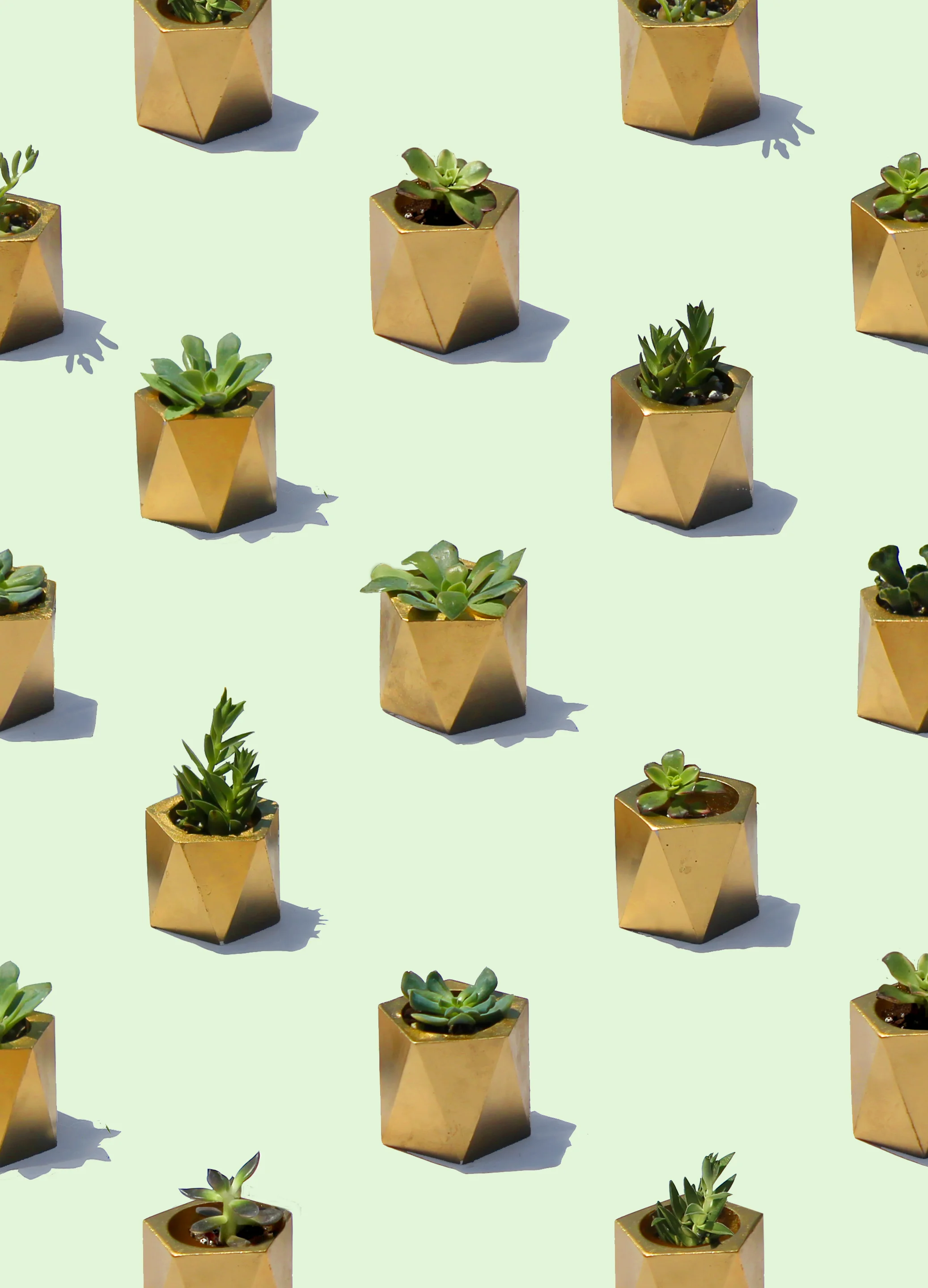 Gold Faceted Succulent Favors: Melissa & Steve's Wedding