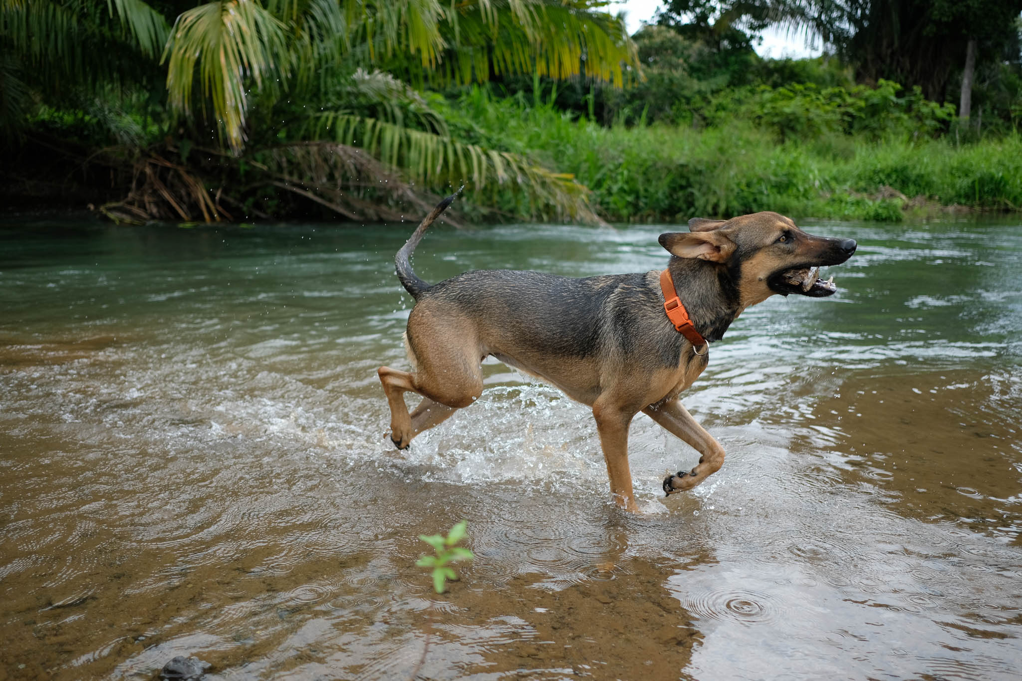 Charlie playing in a river 