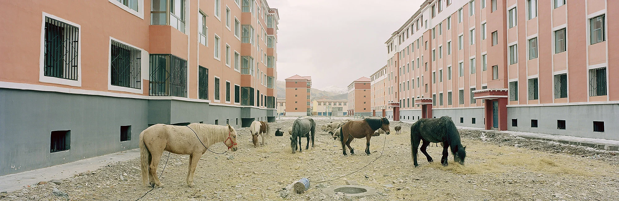 New residential development. Guide, Qinghai, China. 2014 Approximately 300 miles northeast of Ngoring Lake, an as-yet uninhabited residential development rises from the plateau. In between the buildings grass has begun to regrow and resettled Tibetan nomads let their herds graze these small patches. The resettlement of a once nomadic people has compressed the space humans and animals occupy on the plateau. Studies have shown that the plateau and its delicate ecology are better equipped to withstand human populations that are spread out rather than concentrated into high density conurbation areas like towns and cities.