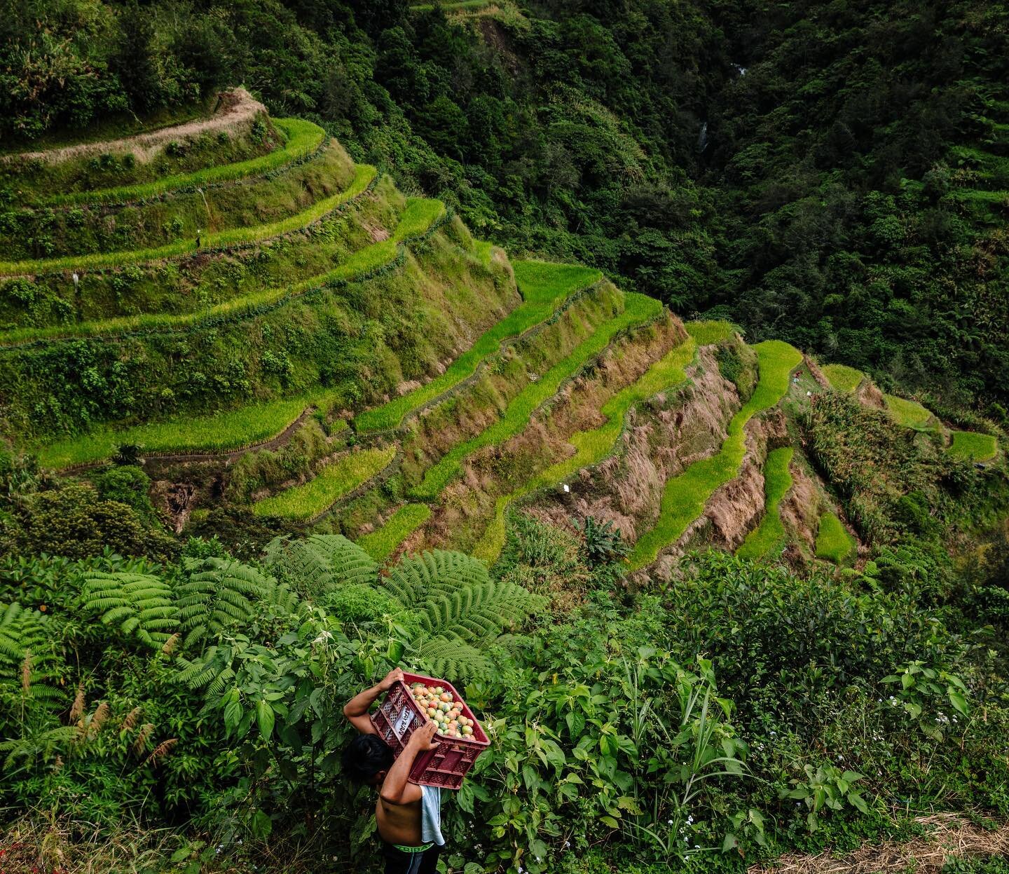 I spent three inspiring days in Banaue's lush mountains and renowned rice terraces with Philippa Forrester and the National Geographic Storytellers Collective. Swipe left to see more. We coached a diverse, dedicated group from around the world, unite