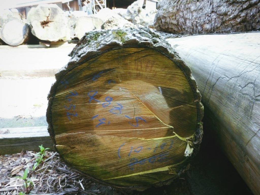 在戶外乾燥場歷經整個颱風季節淋雨的銀杏樹木,樹心部位依舊抗濕。