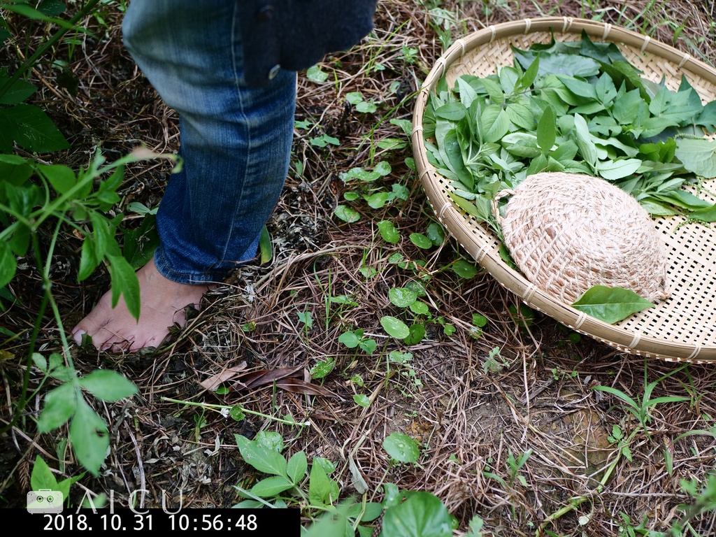 雜草稍慢23.jpg