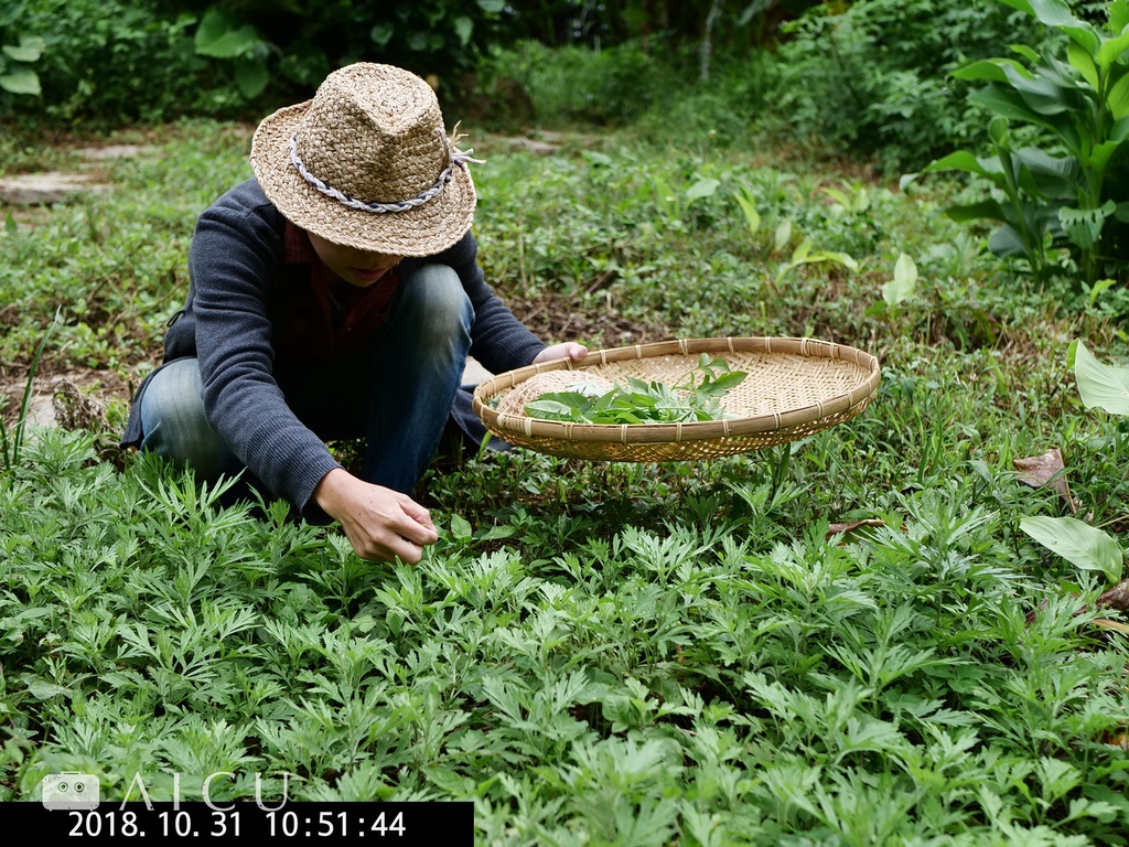 雜草稍慢57.jpg