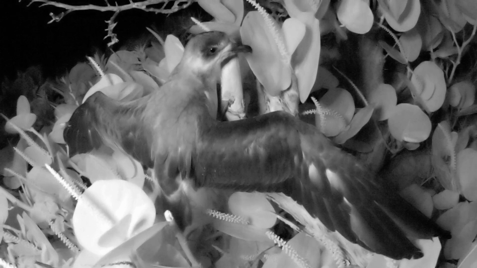 Nonsuch hatched Cahow chick "Backson" exercising at the end of 2013 nesting season. Image J-P Rouja for LookBermuda
