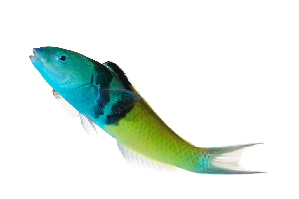 52 _J3A2496_1024.jpg