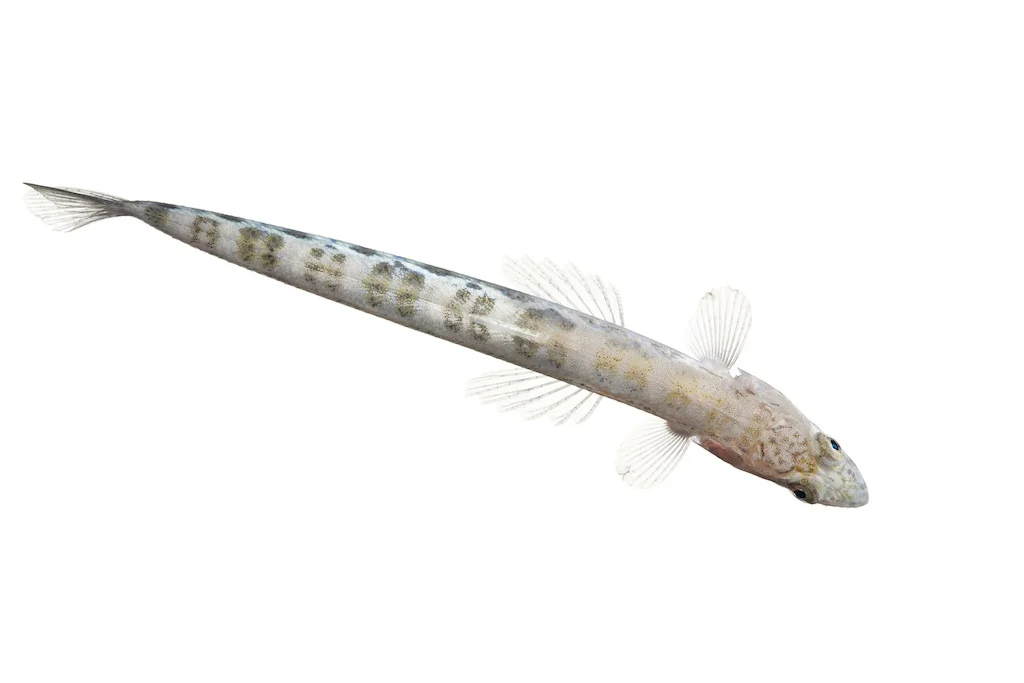 60 _J3A8220_1024.jpg