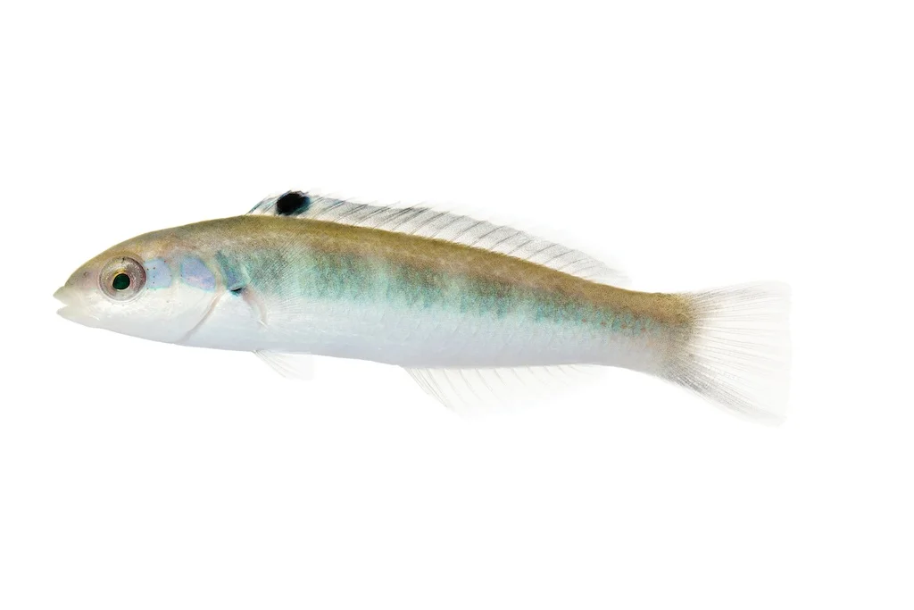 63 _J3A5177_1024.jpg