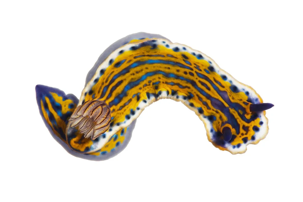 65 _J3A7191_1024.jpg