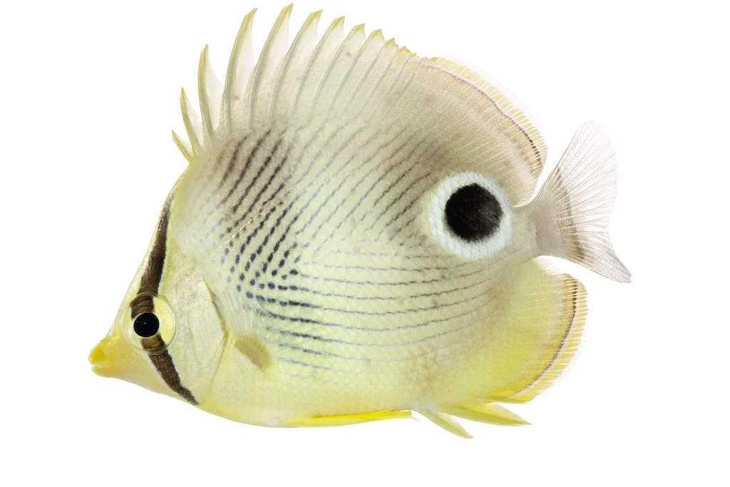 64 _J3A6860_1024.jpg