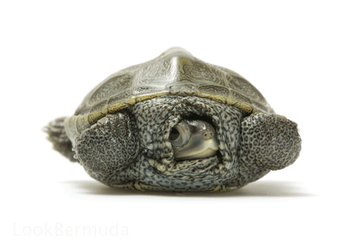 Bermuda Diamondback Terrapin, though not from Nonsuch Island they are part of our endangered Native Fauna and were photographed during our recent Biodiversity shoot. These should NOT be confused with the invasive red-eared slider terrapins also found in local ponds and pet stores. Learn more about them from the Department of Conservation Services website: http://www.conservation.bm/diamondback-terrapin