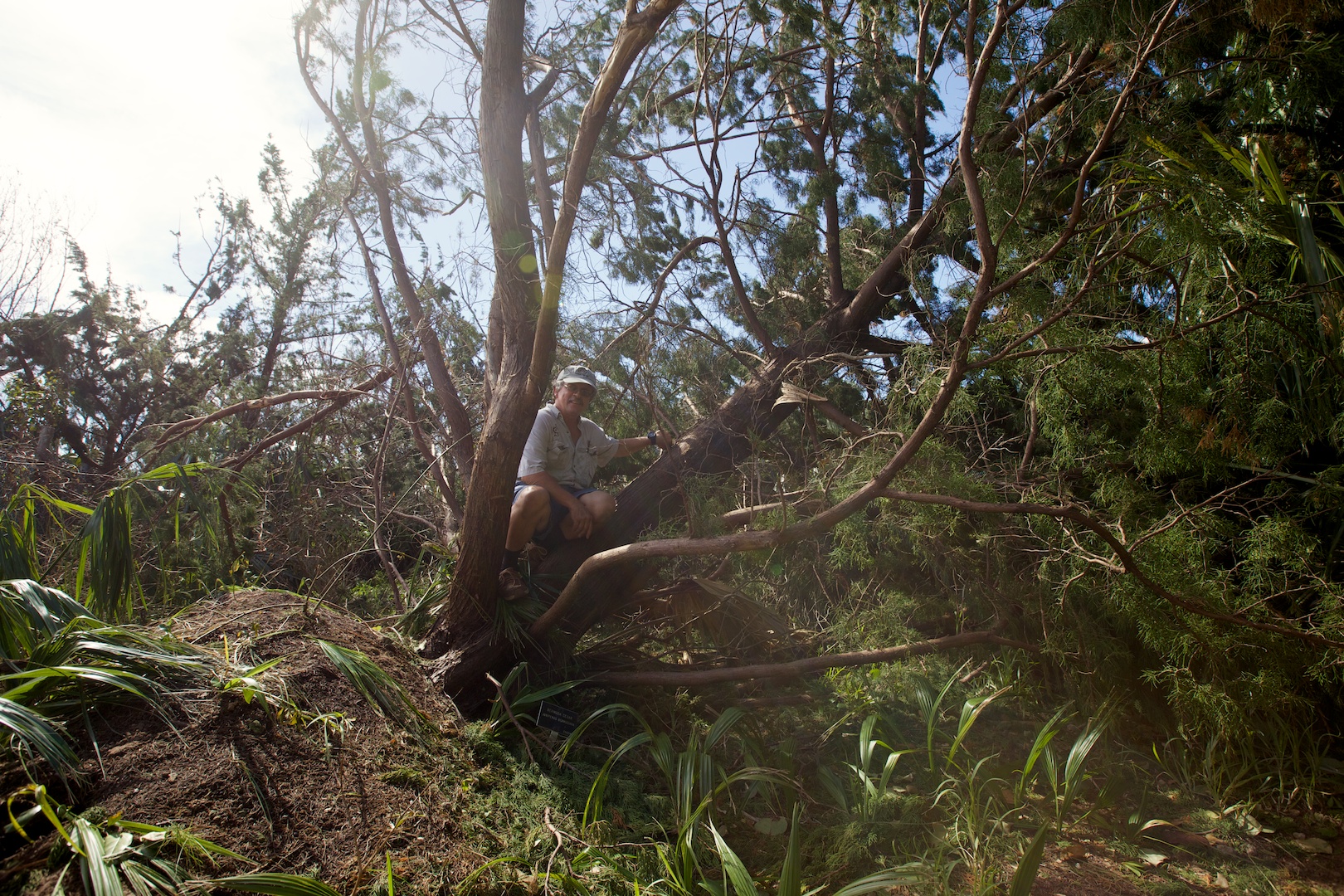   Many cedars are down on the island, including this one Jeremy grew from a cutting decades ago. This one will be allowed to continue growing in place.  