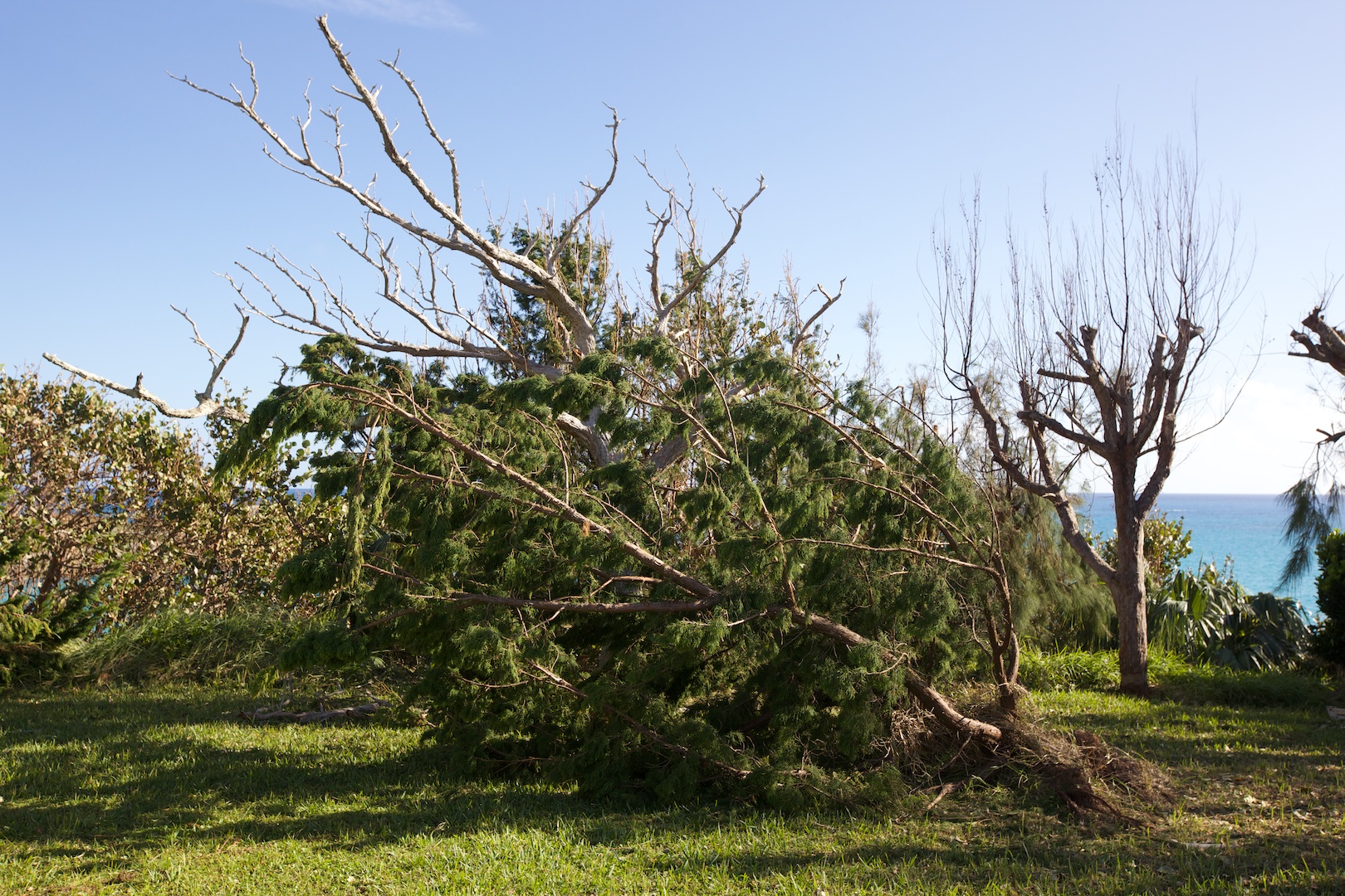  Many of the younger cedars are down as well, though some may be put back up and saved 