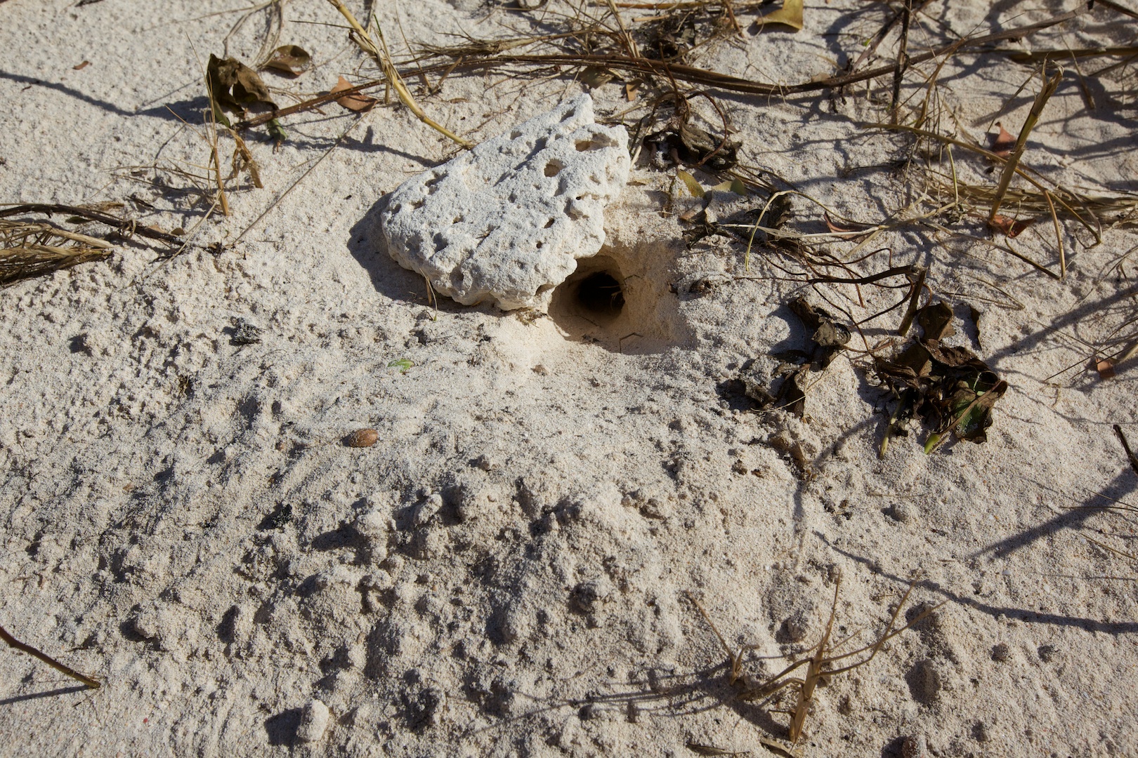 ghost crab made it through