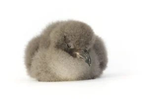 3 day old Cahow chick from 2014 Season