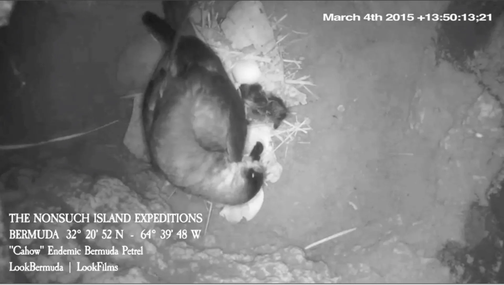 Cahow Chick Filmed Hatching