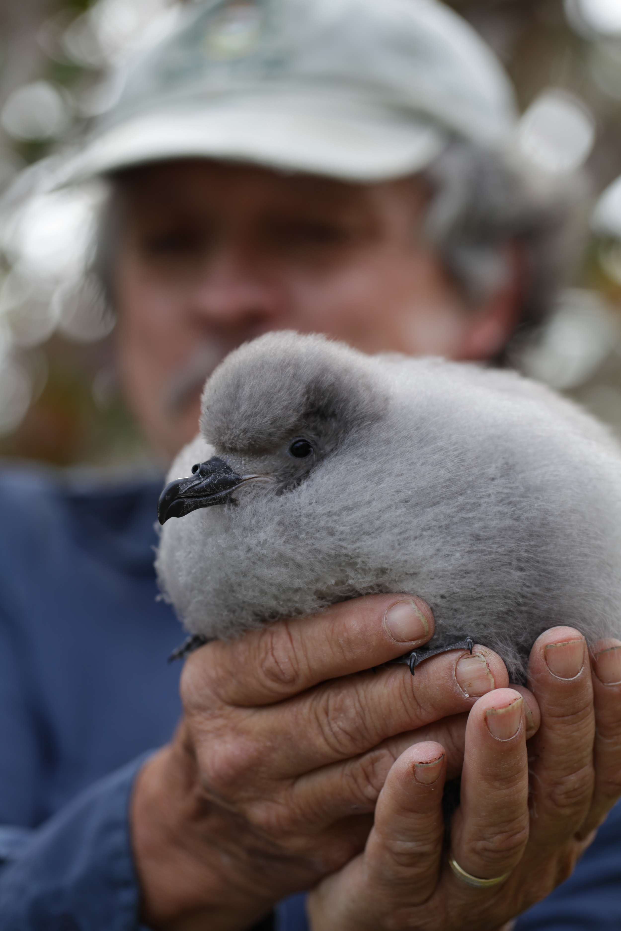 Jeremy Madeiros holds Cahow chick from the 2015 season.