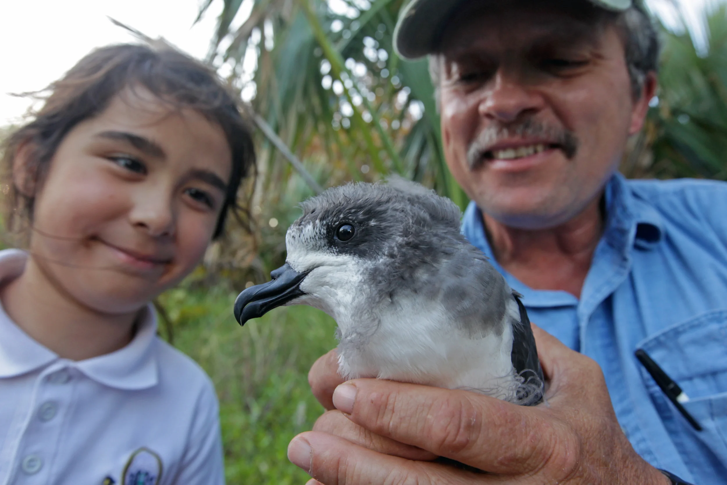 Rainbow star of the 2015 CahowCam has fledged!