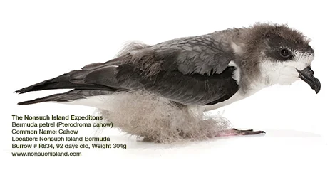 Amazing Cahow  Facts - The Endemic Bermuda Petrel