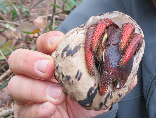 Bermuda Land Hermit Crab found on Nonsuch Island