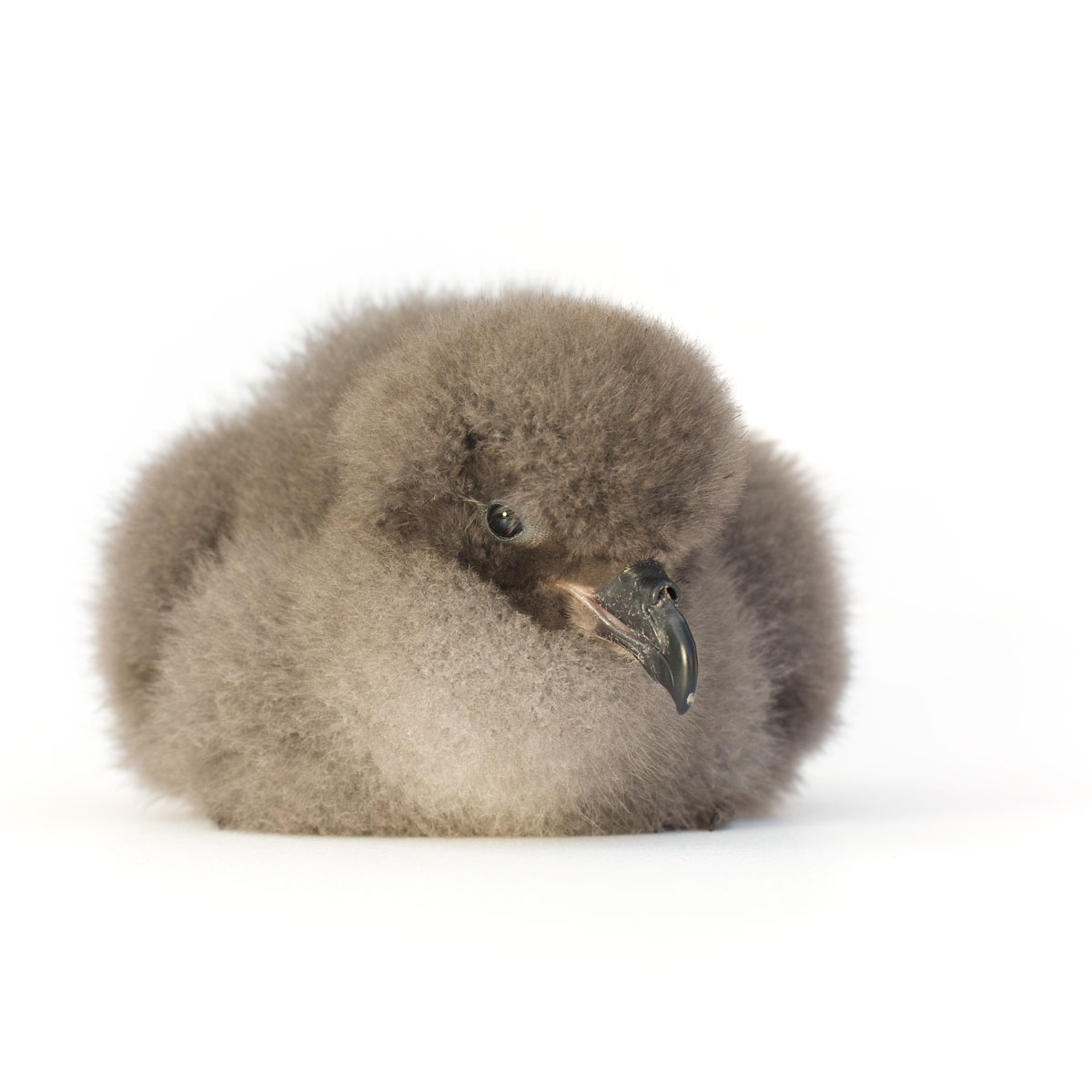 Nonsuch_Cahow_chick_1200.jpg