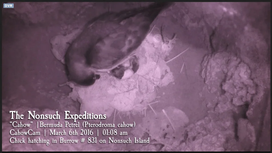 Hello World! Cahow chick hatches with several hundred CahowCam viewers watching.