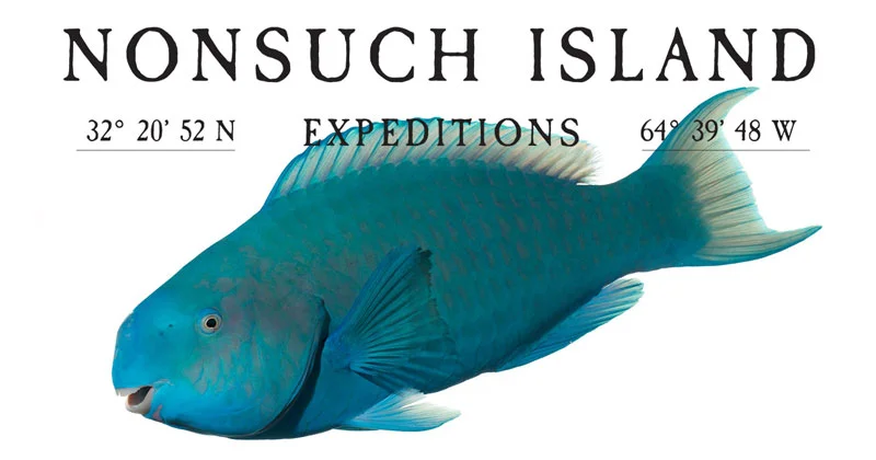 NIE-Parrot-Fish_FB-800.jpg