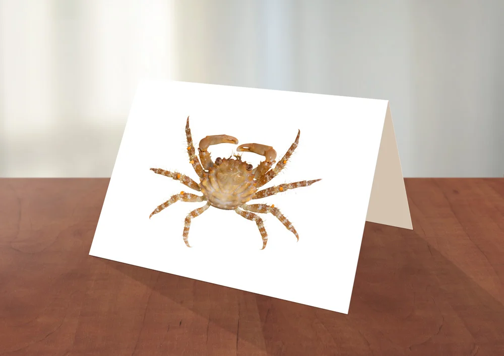 008-Crab1-Greeting_card_Sample.jpg