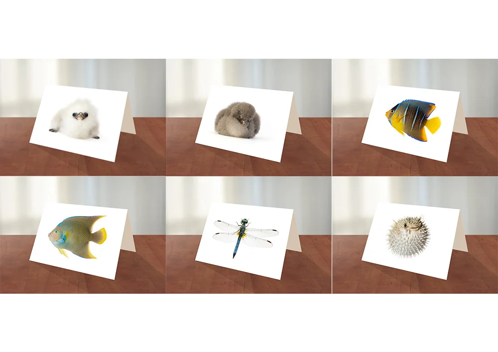 Set-1-Greeting-cards.jpg