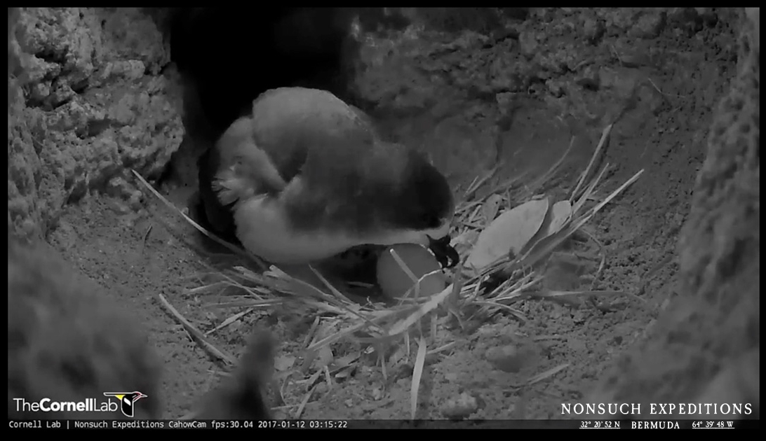 CahowCam Screen Capture: The Female Cahow returned @ 9.45 pm on January 11th 2017 and within an hour had laid her single egg!