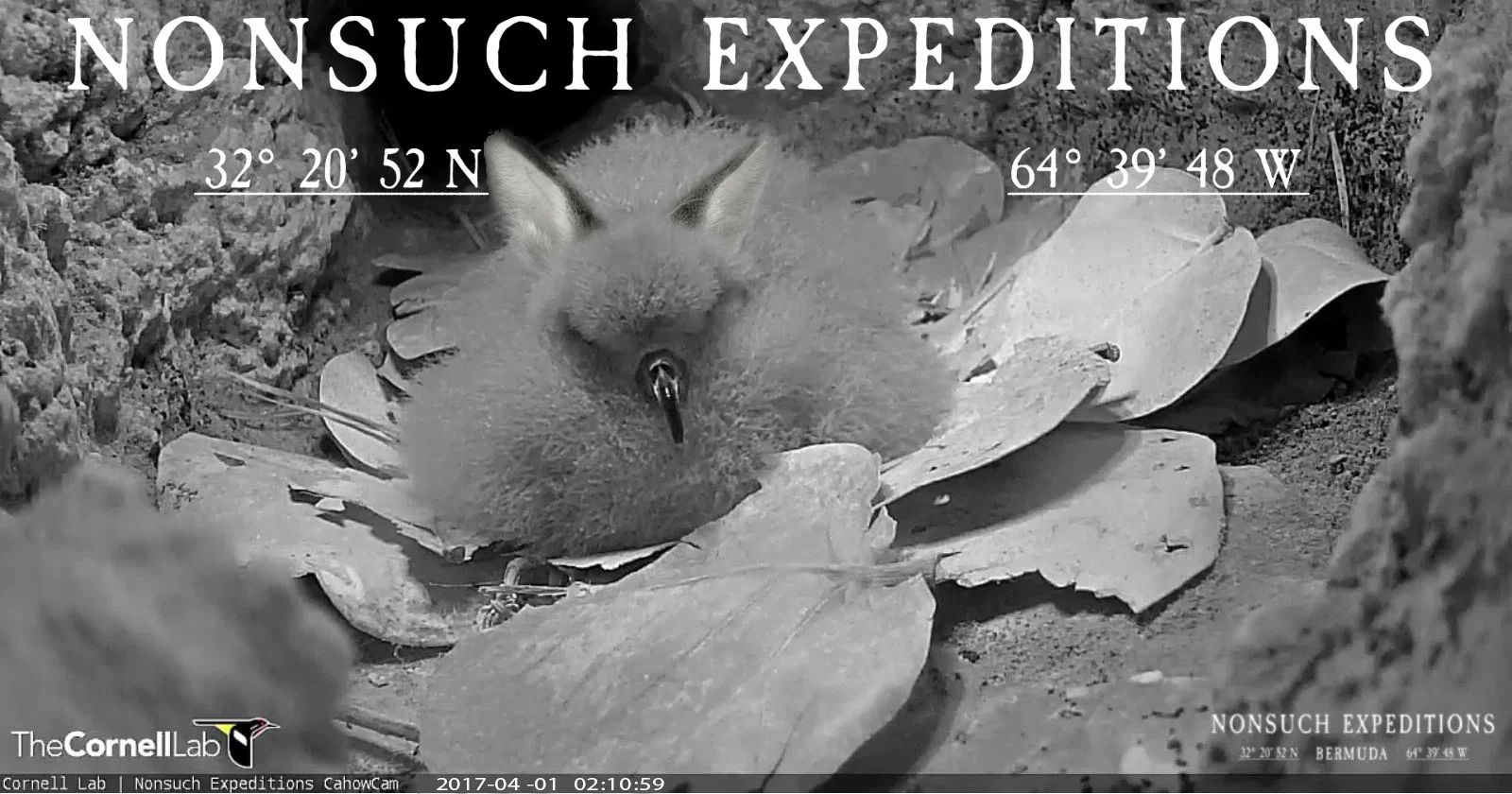 BioQuest Cahow population study expected to unlock the secrets of rare Cabit mutation.