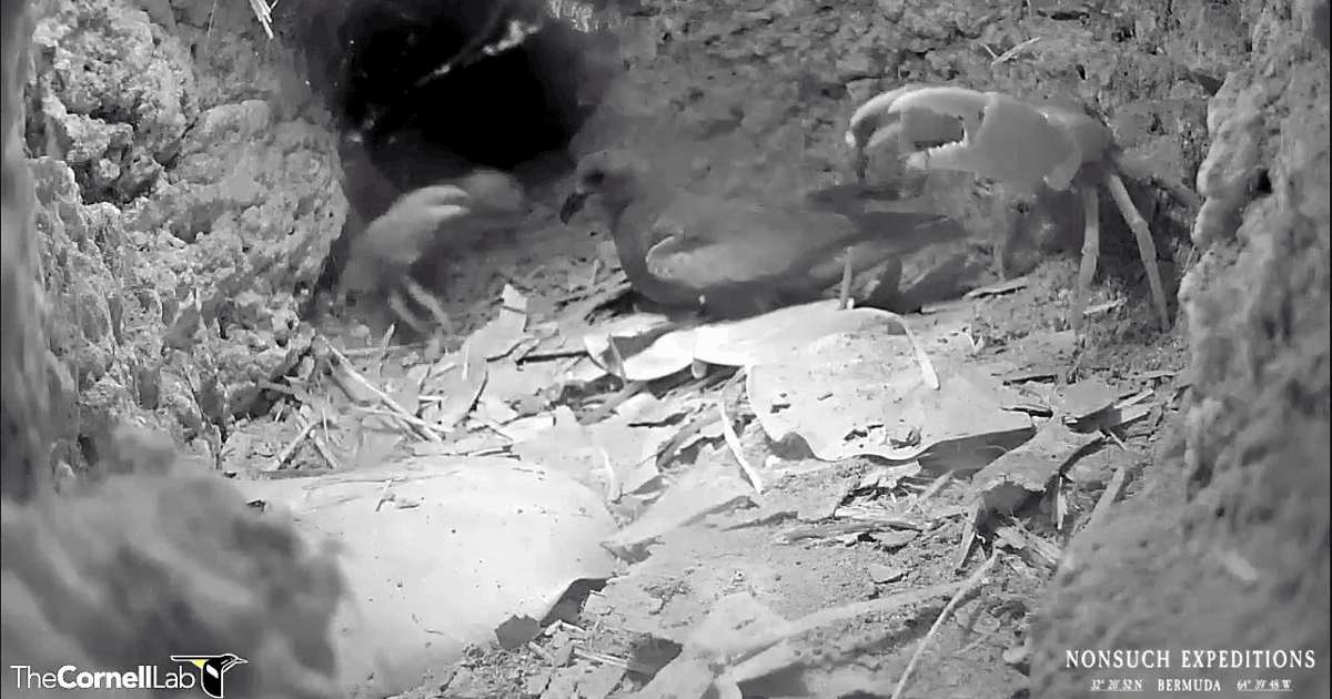 Stormy the "Loneliest Petrel" battles land crabs and wins!