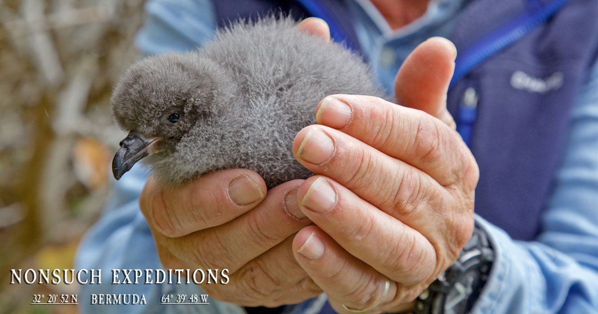 Summary of 2017 Record Breaking Cahow (Bermuda Petrel) Breeding Season