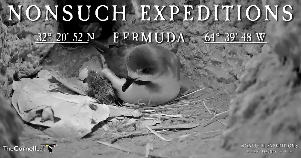 The 2018 CahowCam chick hatched at 8:30 am on March 2nd.