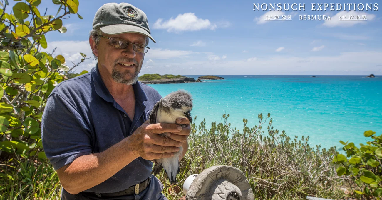 Jeremy Madeiros examines Sunny the 6th CahowCam Star, a few hours before he fledged out to sea.