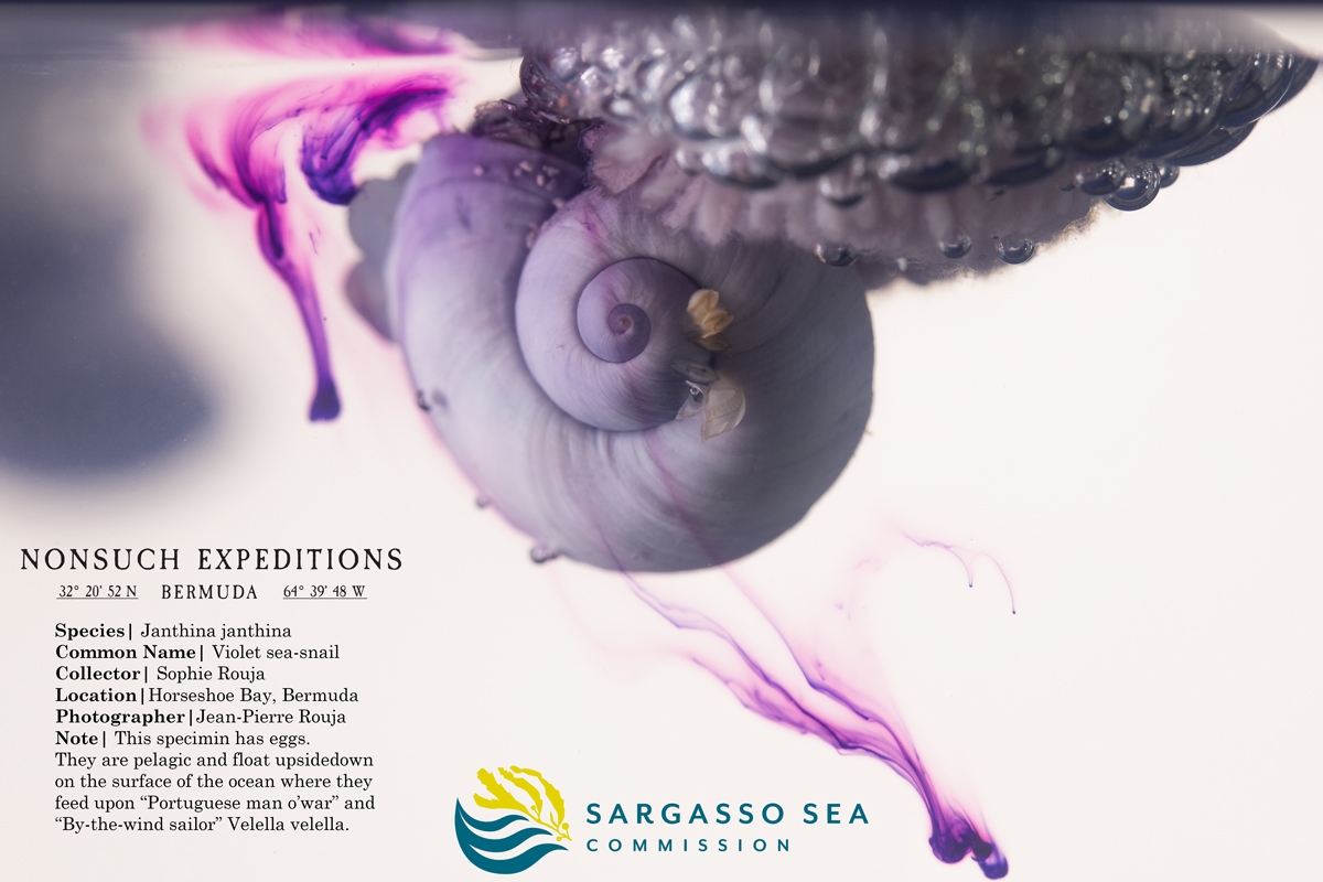 Janthina-janthina | Violet Sea-snail