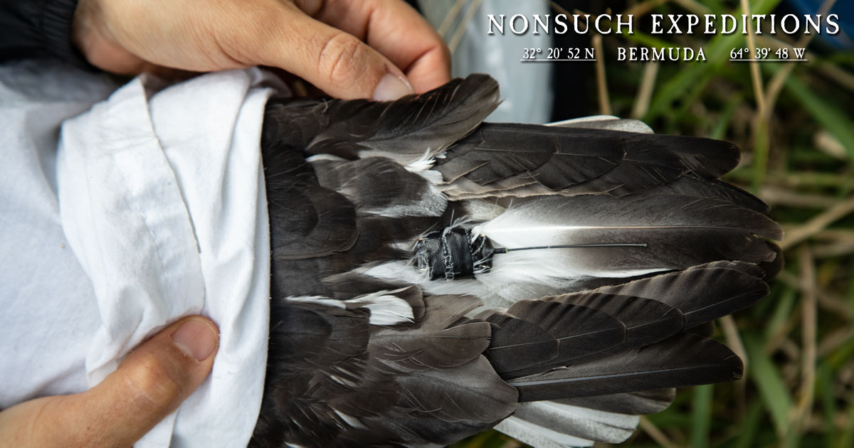 GPS tag taped to tail feathers on Cahow
