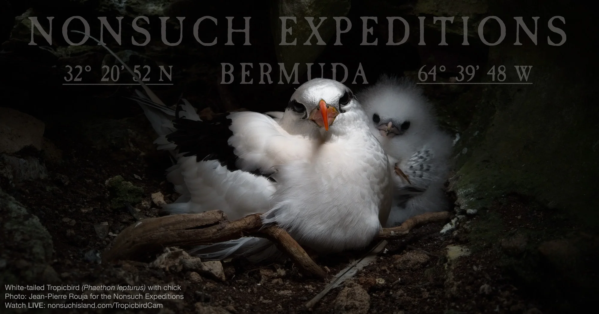 White-tailed Tropicbird or Bermuda Longtail ( Phaethon lepturus catsbyii )